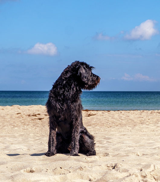 Hund am Strand