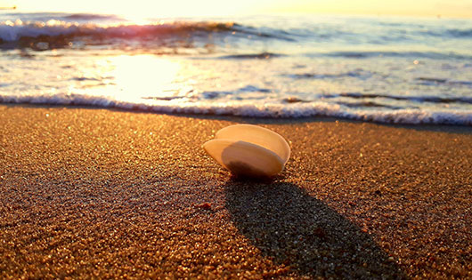 Muschel am Strand - Kinder lieben die Ostsee